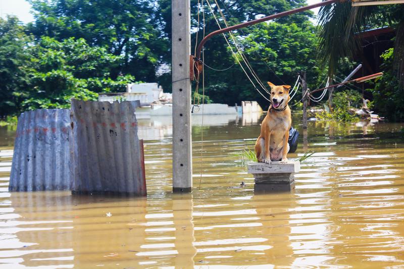 Dog in a Flood